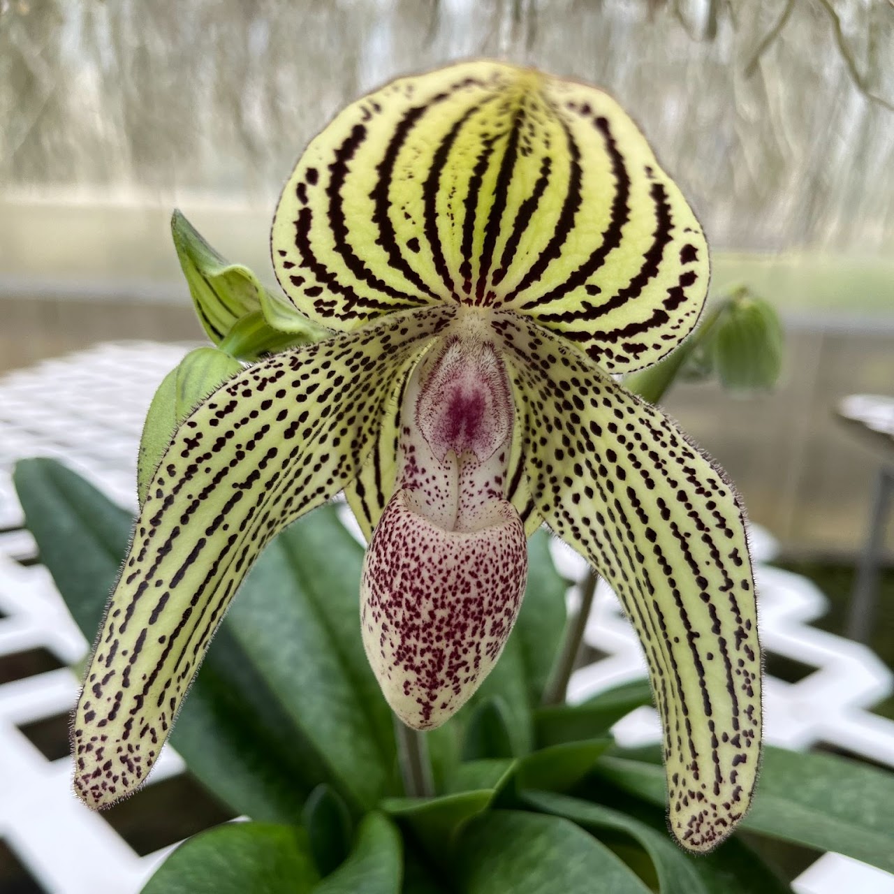 Paphiopedilum Larry Sexton ( roth '2nd Dimension' x Joyce Sexton (#24 8 ) — Paphiopedilum, Natt's Orchids