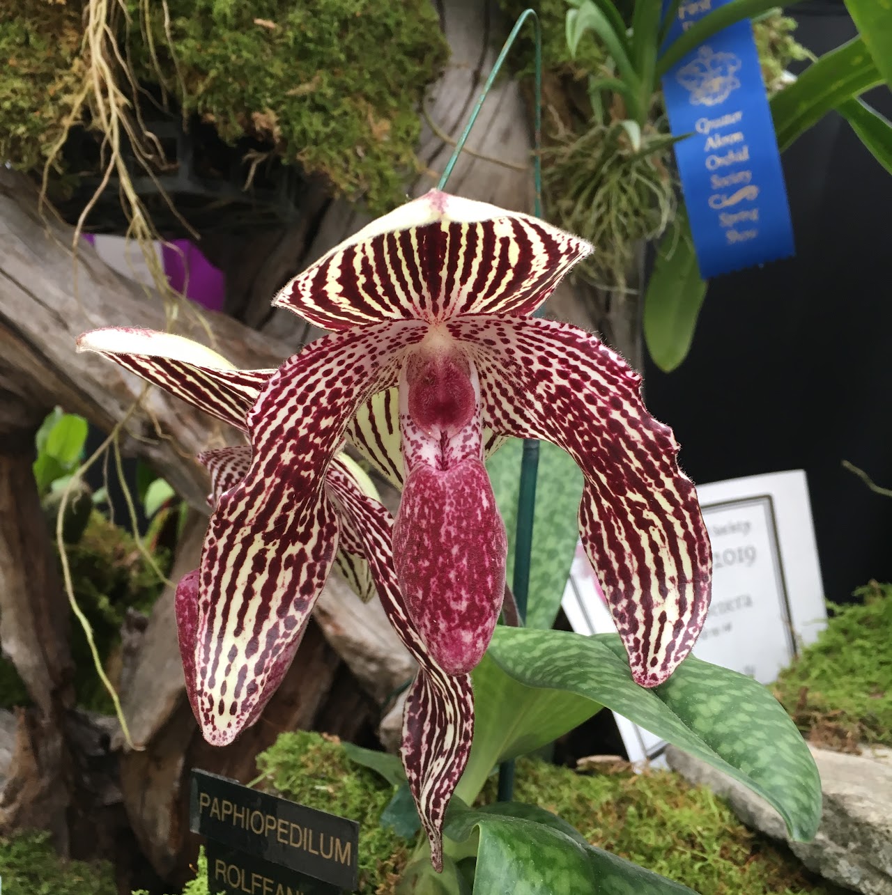 Paphiopedilum Rolfei (bellatulum x rothschildianum) — Paphiopedilum, Natt's Orchids
