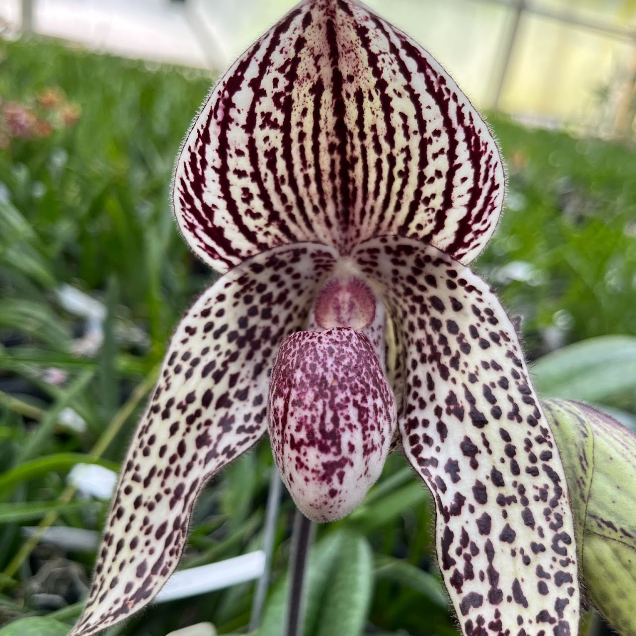 Paphiopedilum (Ichiro Suzuki x bellatulum) 'New Red Moon' x roth 'Giant Wings' GM/WOC (249 ) — Paphiopedilum, Natt's Orchids