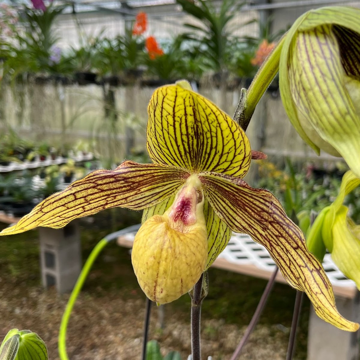 Paph Harold Koopowitz (roth 'Bloomington' x malipoense 'Sam's Choice' FCC/AOS) — Paphiopedilum, Natt's Orchids