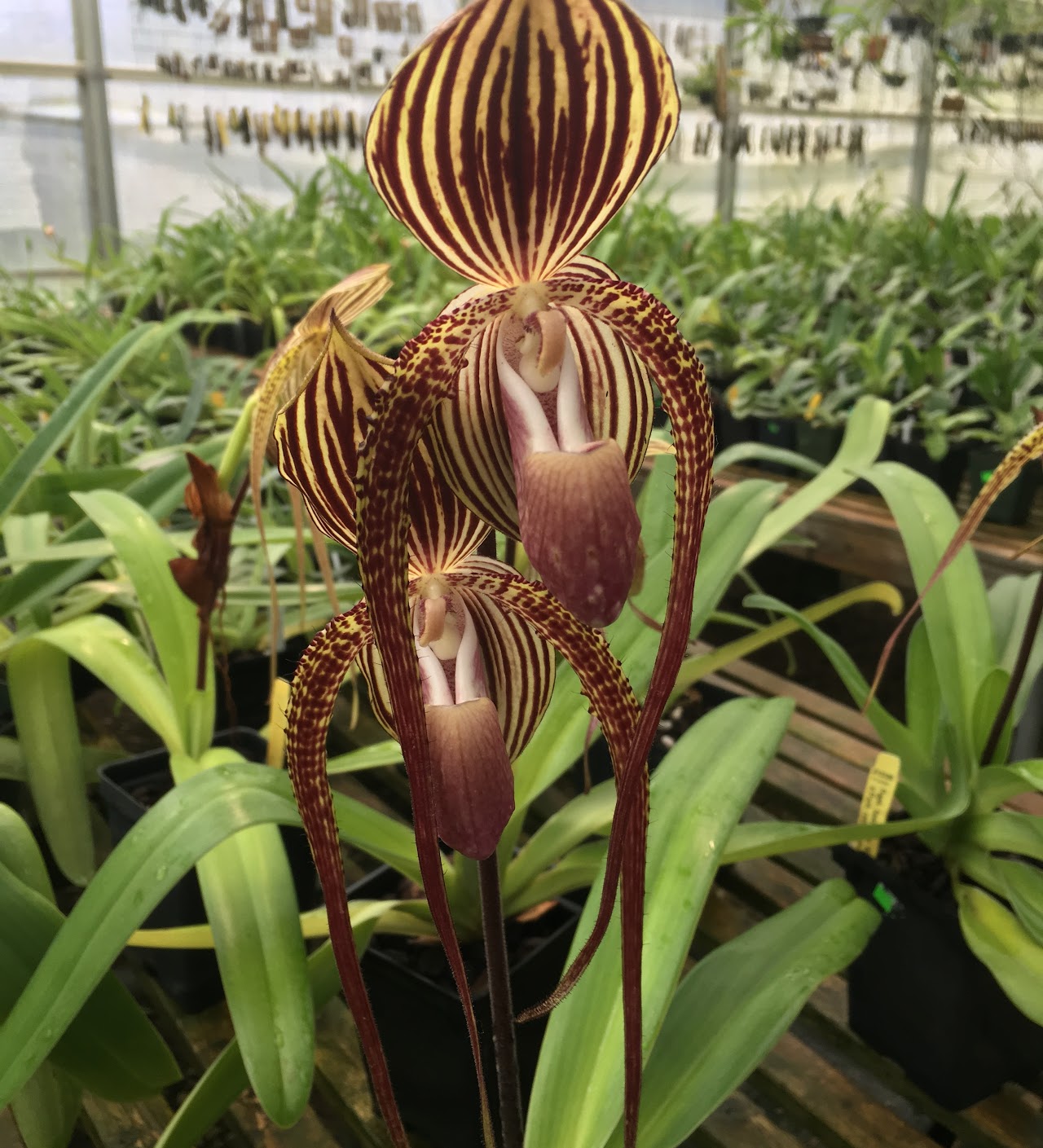 Paphiopedilum Spidermaster (Spiderman x rothschildianum) — Paphiopedilum, Natt's Orchids