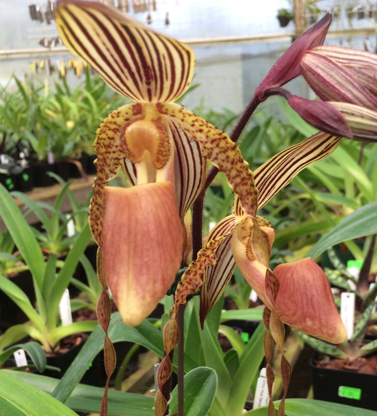 Paph. QF Hula Dancer (Chiu Hua Dancer x praestans) — Paphiopedilum, Natt's Orchids