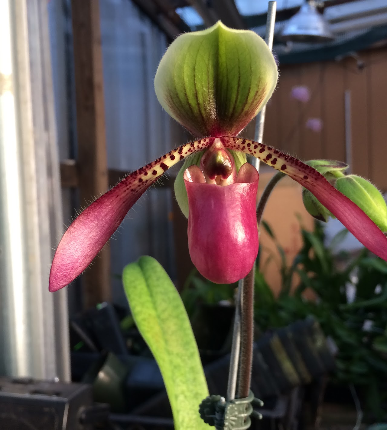 Paphiopedilum Song of Love — Paphiopedilum, Natt's Orchids