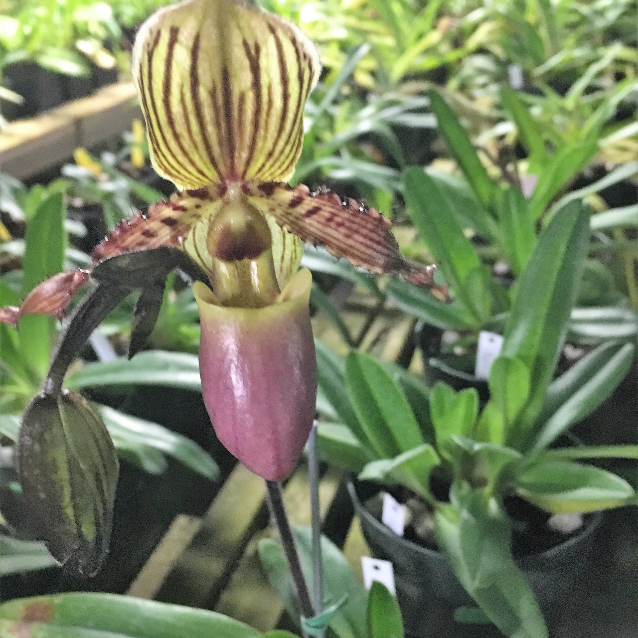 Paphiopedilum Herbert Bernhart (liemianum x gardineri) — Paphiopedilum, Natt's Orchids