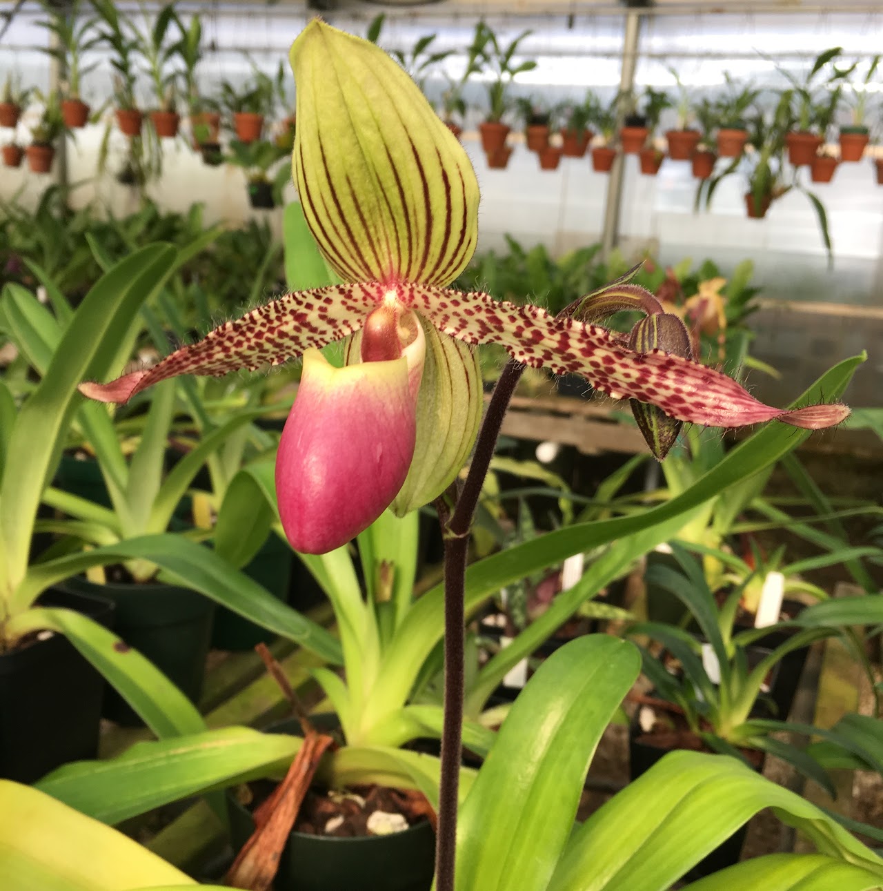 Paphiopedilum Transdoll (liemianum x rothschildianum) — Paphiopedilum, Natt's Orchids