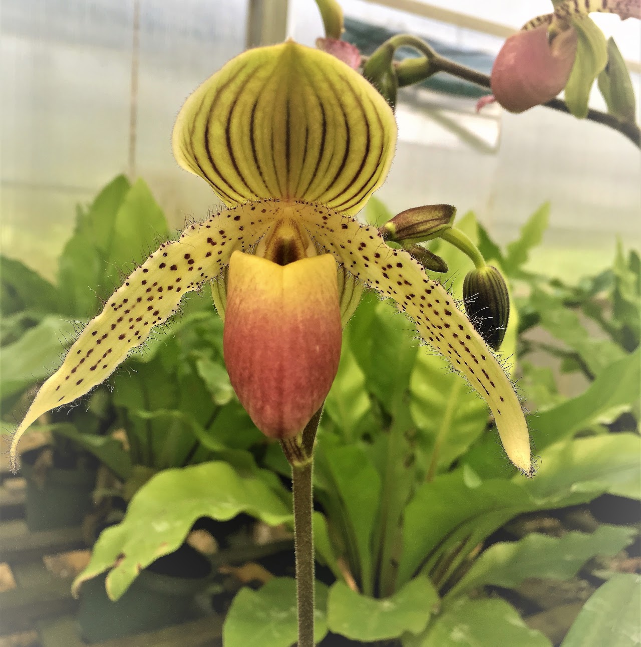 Paphiopedilum Prime Child (primulinum x rothschildianum) — Paphiopedilum, Natt's Orchids