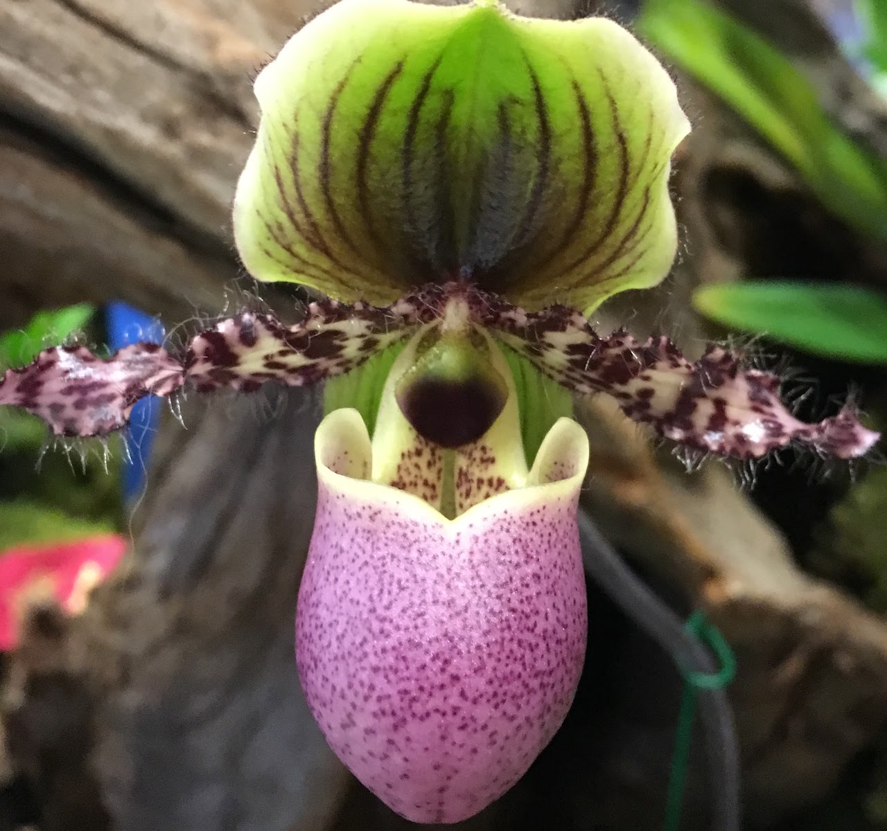 Paphiopedilum glaucophyllum — Paphiopedilum, Natt's Orchids