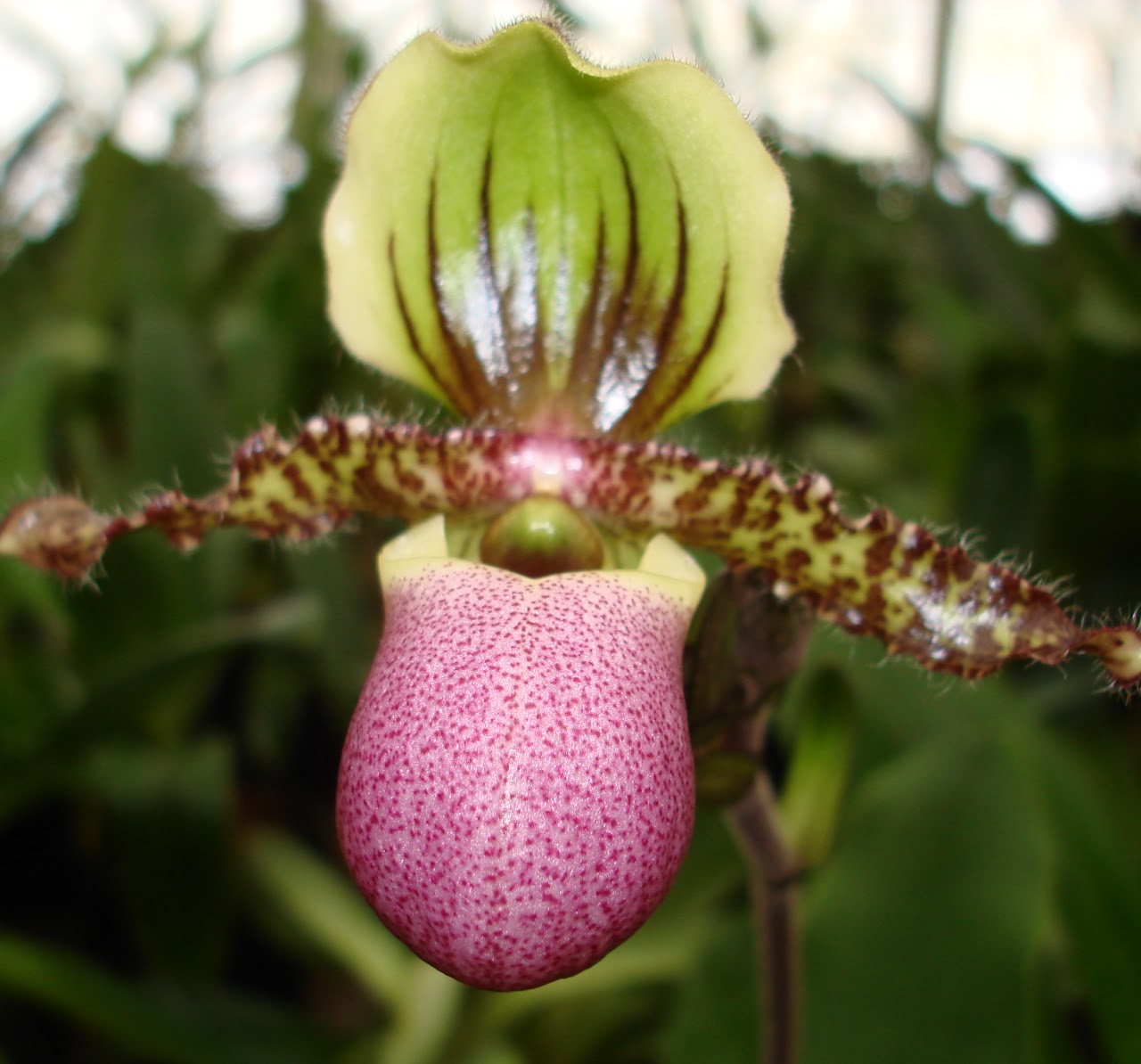 Paphiopedilum chamberlainianum — Paphiopedilum, Natt's Orchids