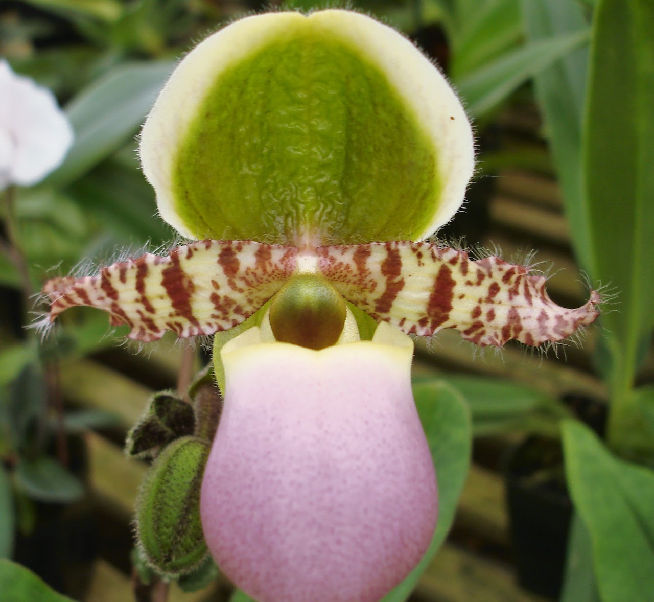 Paphiopedilum liemianum — Paphiopedilum, Natt's Orchids