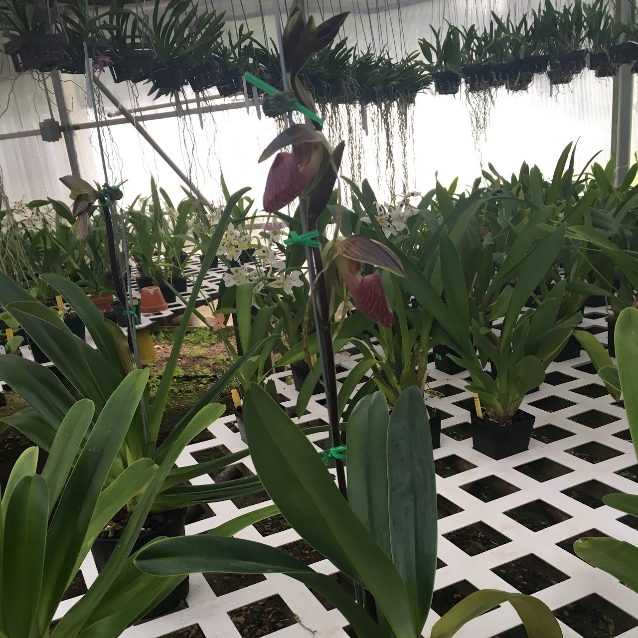 Paphiopedilum Shin Yi Gigantic (Lady Rothschild 'Grace' x gigantifolium 'Hsinying' SM/TOGA) — Paphiopedilum, Natt's Orchids