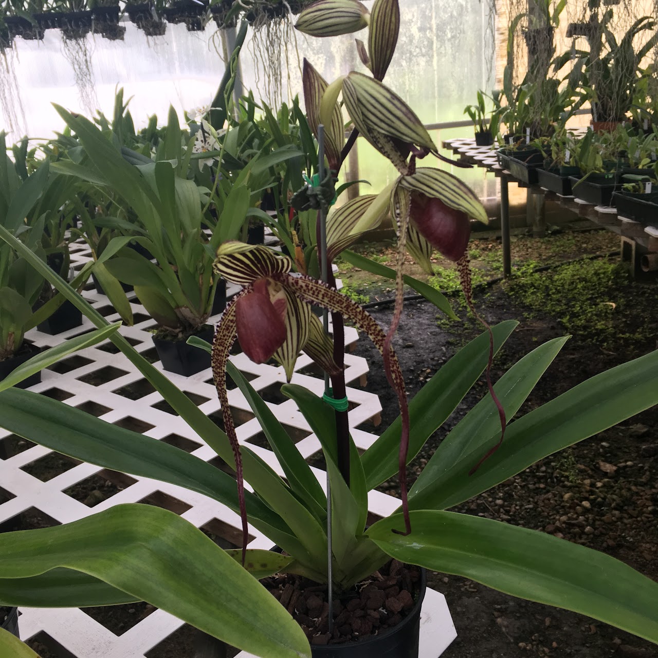 Paphiopedilum Prince Edward of York (sanderianum x rothschildianum) — Paphiopedilum, Natt's Orchids
