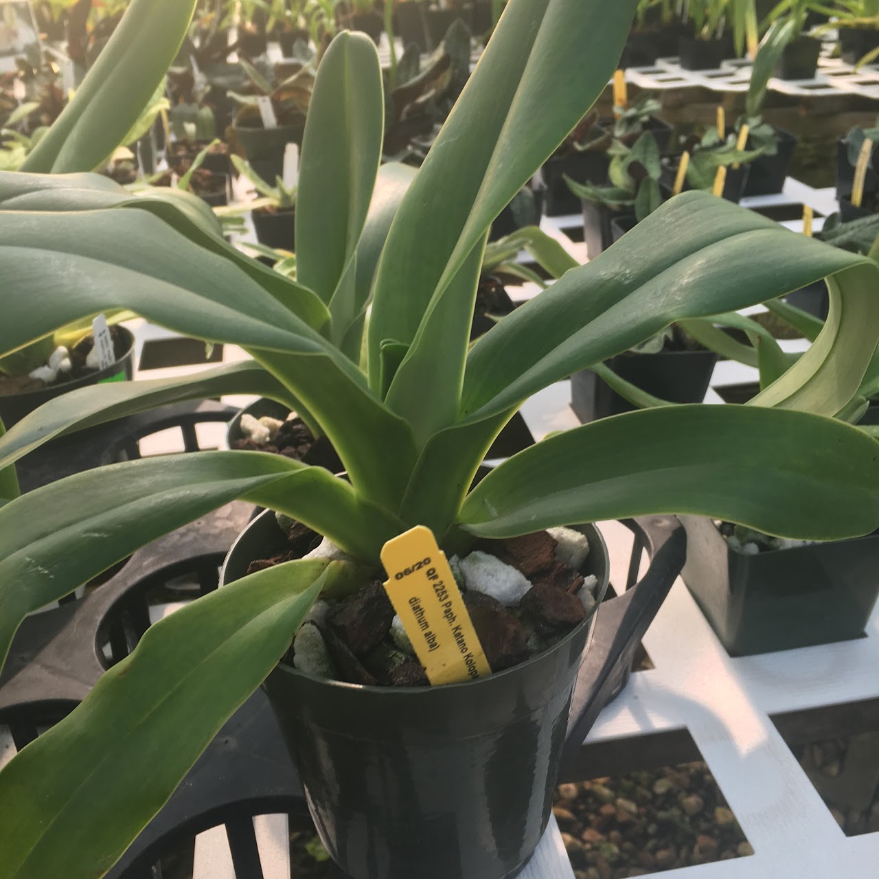 Paphiopedilum Katano Kolopadai (kolopakingii x dianthum) — Paphiopedilum, Natt's Orchids