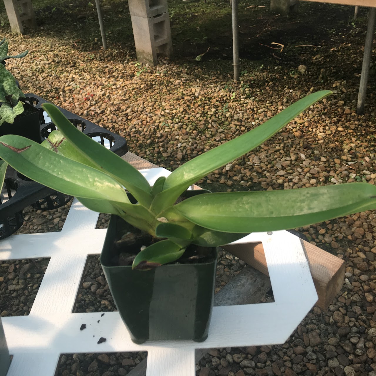 Paphiopedilum Mount Toro (stonei x philippinensis) NBS — Paphiopedilum, Natt's Orchids