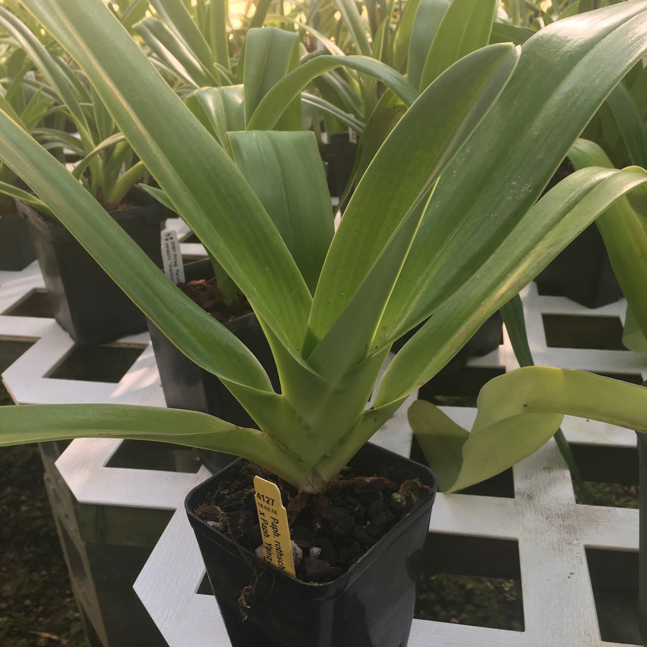 Paphiopedilum (rothschildiana 'Five Star' x Yang-Ji Hawk 'Grace' AM/AOS) — Paphiopedilum, Natt's Orchids