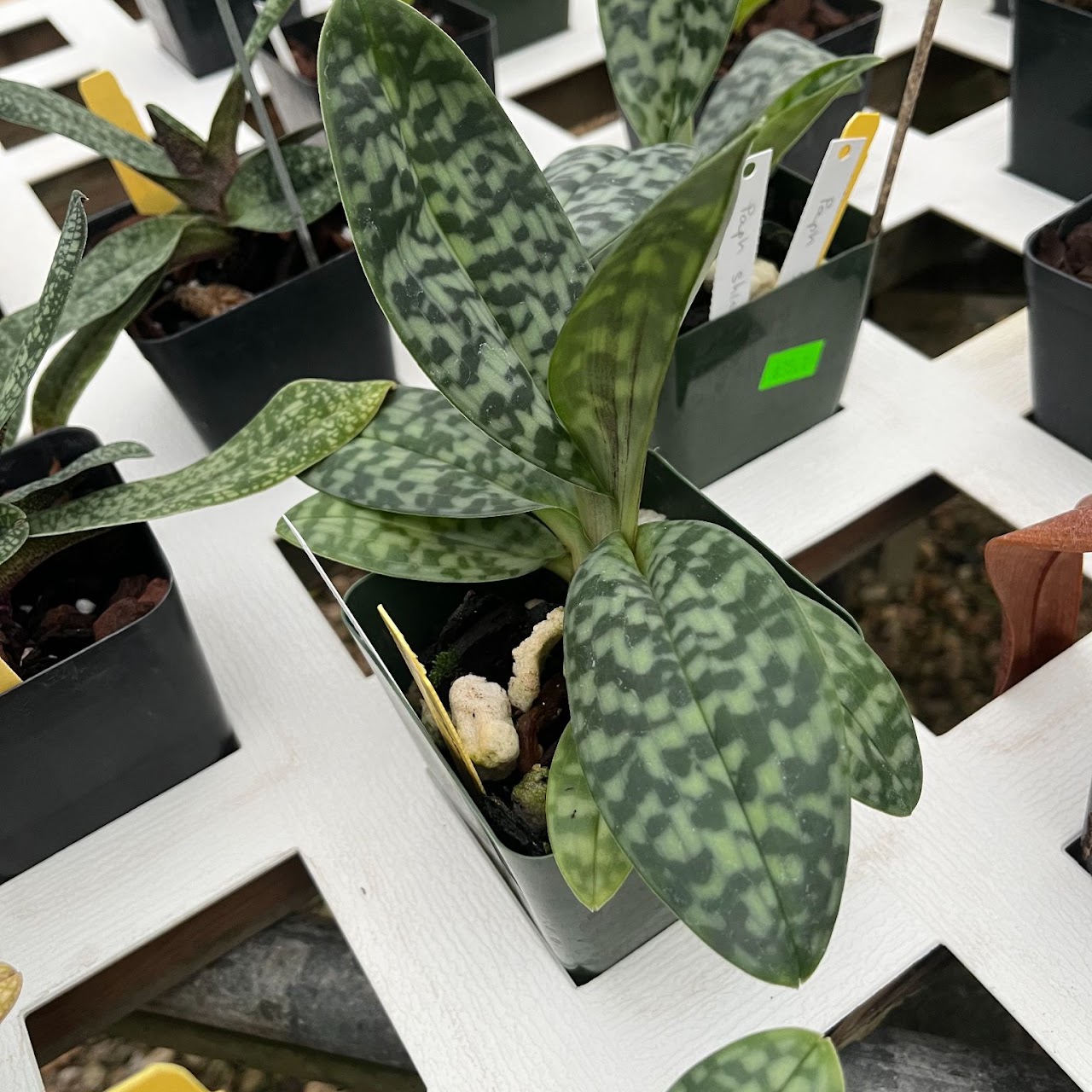 Paphiopedilum Shirley Amundson (acmodontum x hookerae) — Paphiopedilum, Natt's Orchids