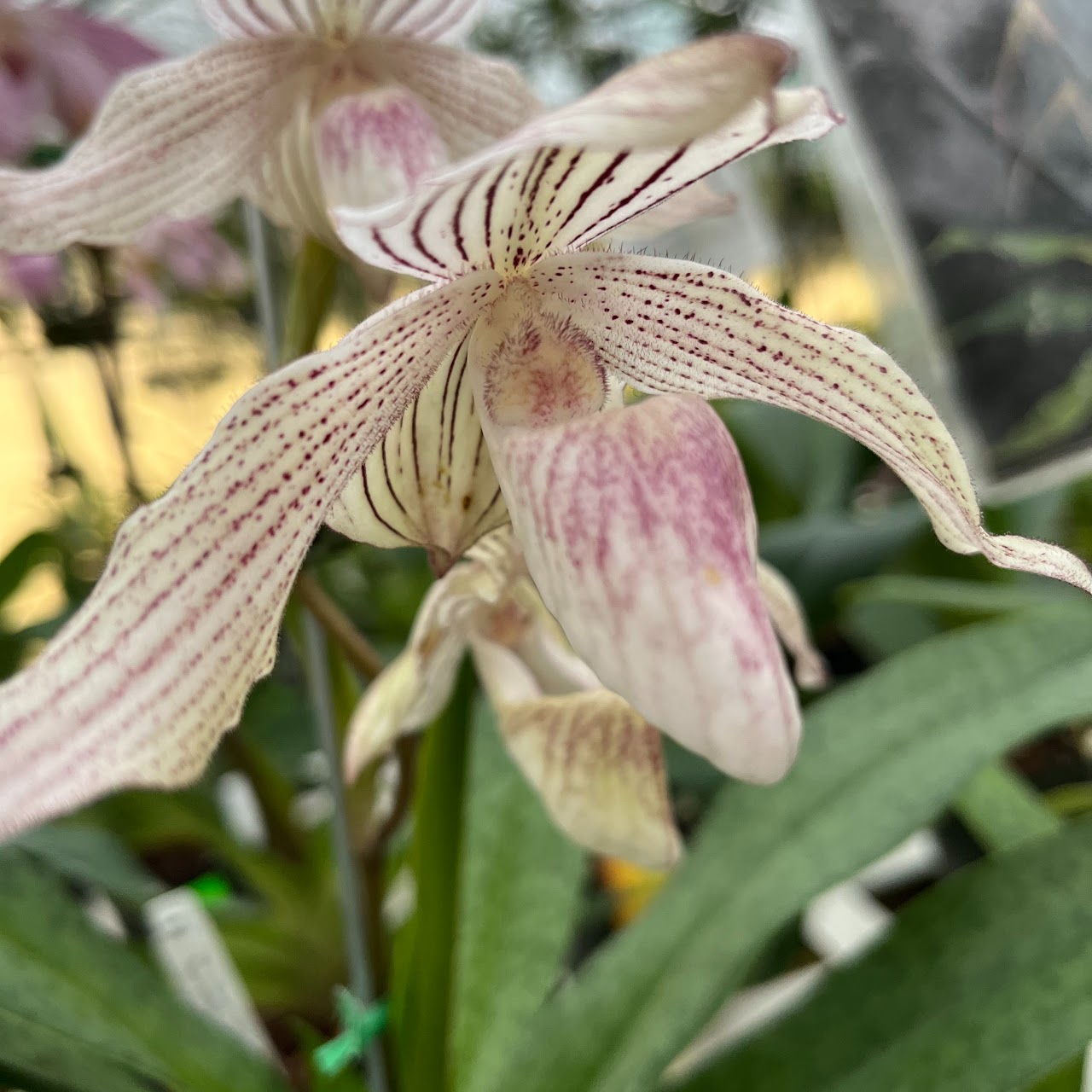 Paphiopedilum (Greyi x kolopakingii var topperi 'Crown' BM/TPS) — Paphiopedilum, Natt's Orchids