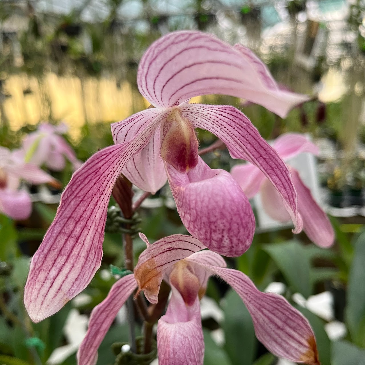 Paphiopedilum Doctor Toot (delenatii x kolopakingii var topperi 'Crown' BM/TPS) — Paphiopedilum, Natt's Orchids