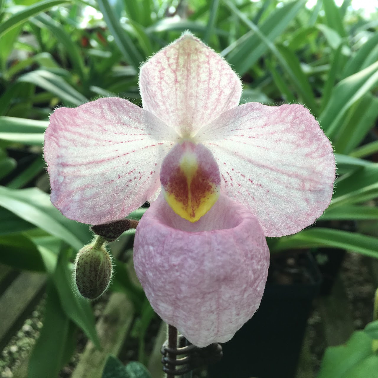 Paphiopedilim Magic Lantern (micranthum x delenatii) — Paphiopedilum, Natt's Orchids