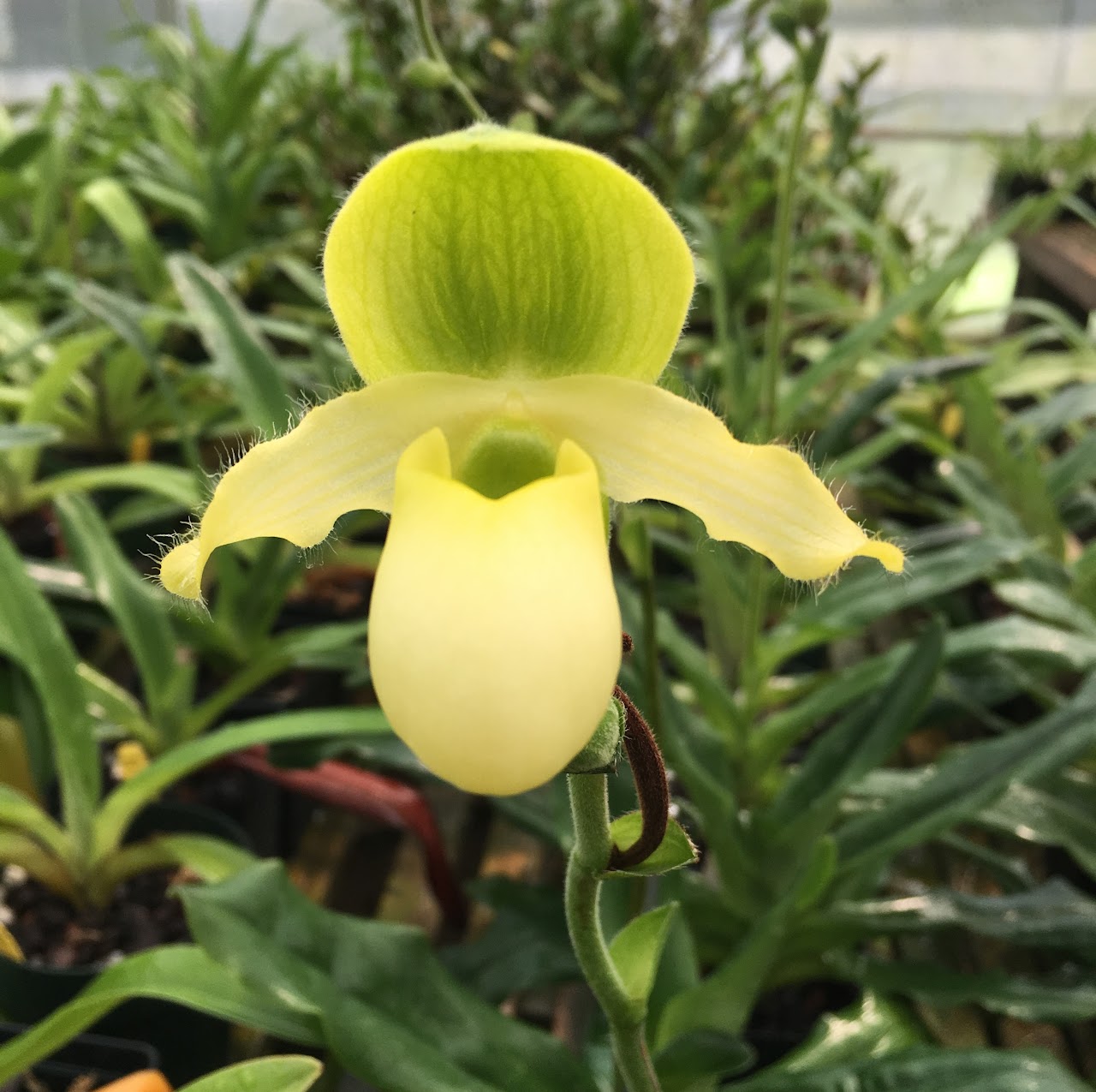 Paphiopedilum primulinum 'alba' — Paphiopedilum, Natt's Orchids
