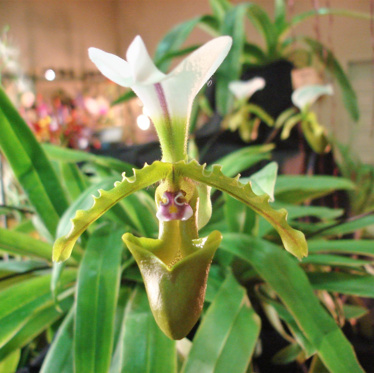 Paphiopedilum spicerianum — Paphiopedilum, Natt's Orchids