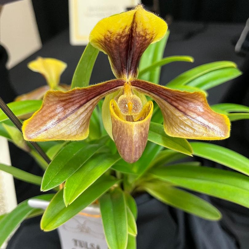 Paphiopedilum villosum x sib (fma. amnamense 'OI' x Grand Finale' AM/AOS) — Paphiopedilum, Natt's Orchids