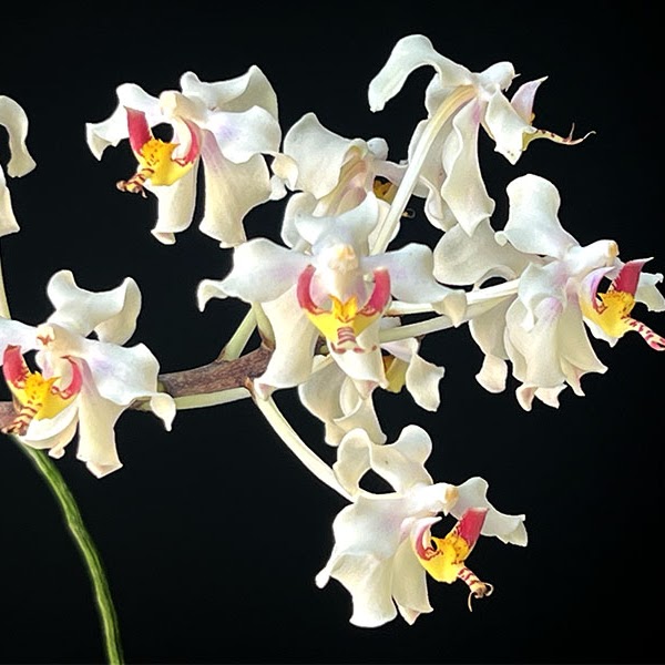 Paraphalaenopsis serpentilingue — Paraphalaenopsis, Natt's Orchids
