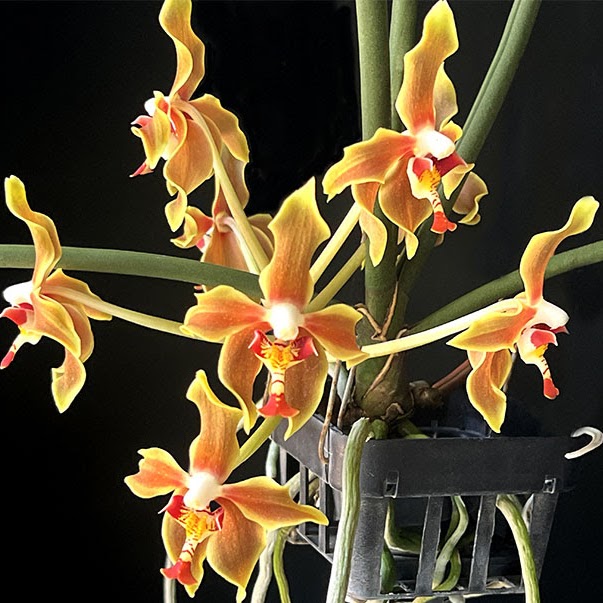 Paraphalaenopsis Kimmy (labukensis x denevei) — Paraphalaenopsis, Natt's Orchids