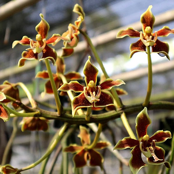 Paraphalenopsis labukensis — Paraphalaenopsis, Natt's Orchids