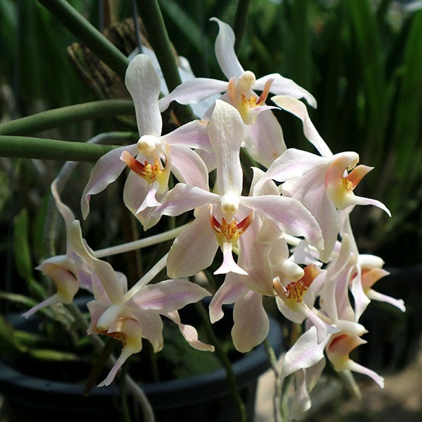 Paraphalaenopsis laycoc kii — Paraphalaenopsis, Natt's Orchids