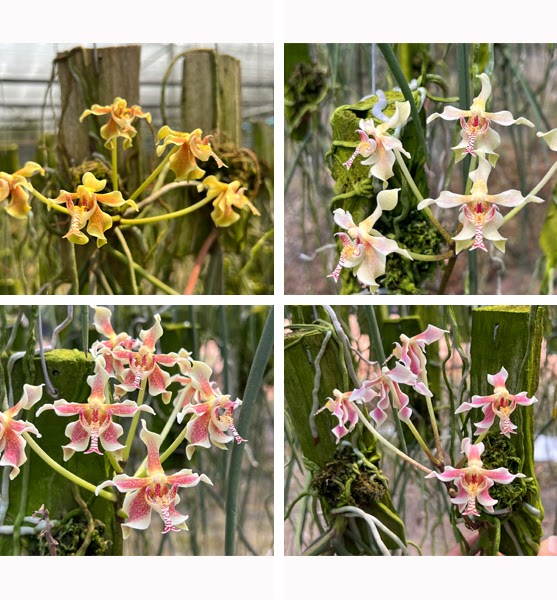 Paraphalaenopsis Nusantara ( serpentilingua x labukensis) — Paraphalaenopsis, Natt's Orchids