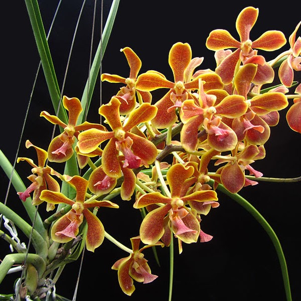 Paravanda Jairak Hickory ( Para . labukensis x V. Memoria Thianchai) — Paraphalaenopsis, Natt's Orchids