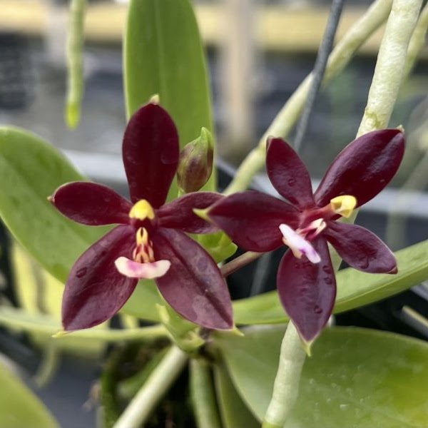 Phalaenopsis cornu-cervi 'Red' — Phalaenopsis, Natt's Orchids