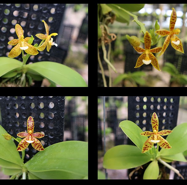 Phalaenopsis cornu-cervi — Phalaenopsis, Natt's Orchids