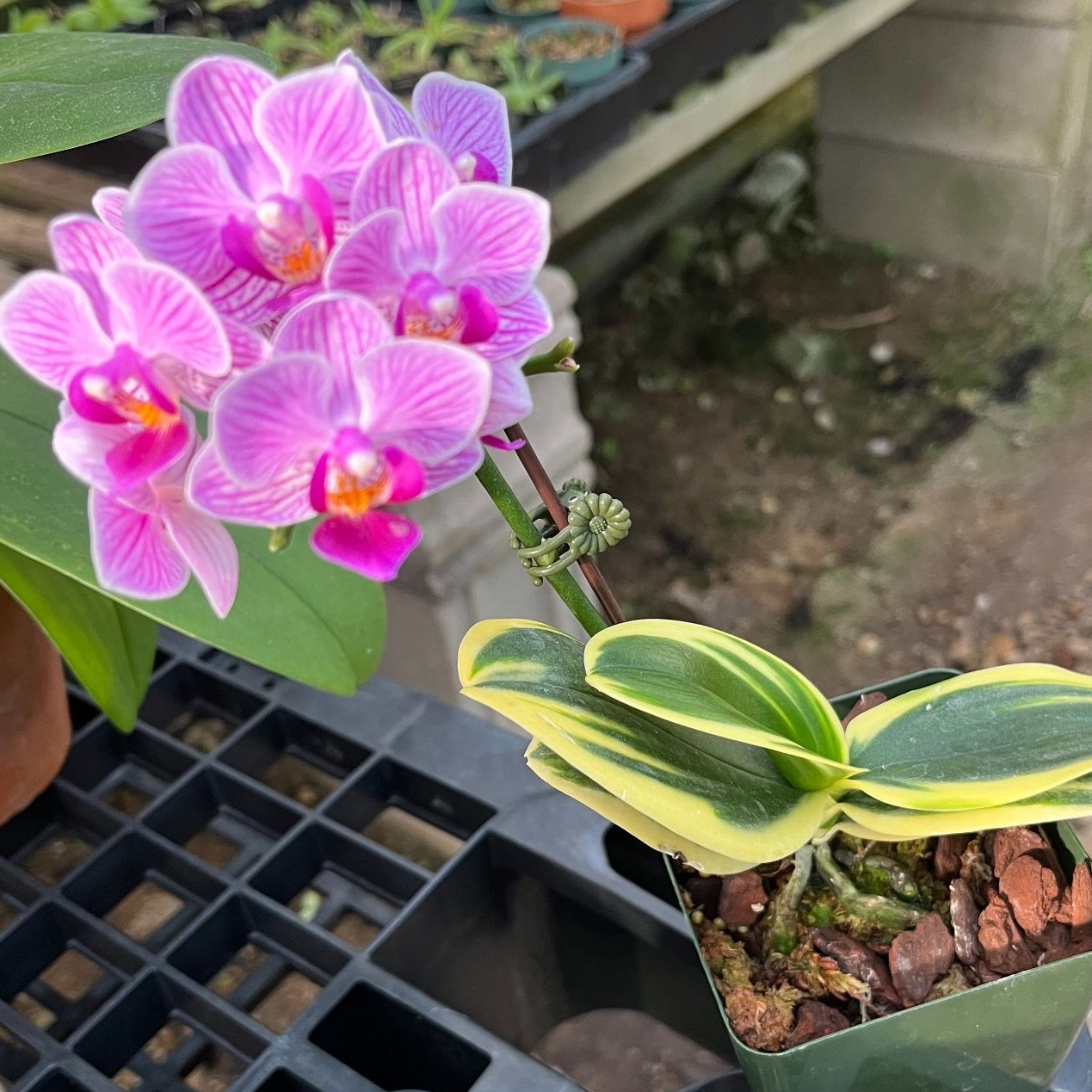 Phalaenopsis Sogo Vivien (Sogo Alice x Zuma's Pixie) — Phalaenopsis, Natt's Orchids
