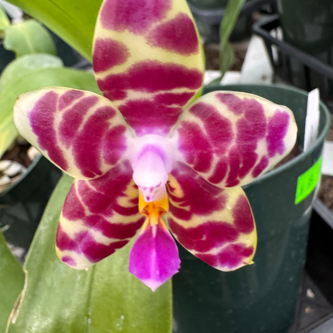 Phalaenopsis Miro Red Dragon ( KS Red Zebra x Zheng Min Tyrannosaurus ) — Phalaenopsis, Natt's Orchids