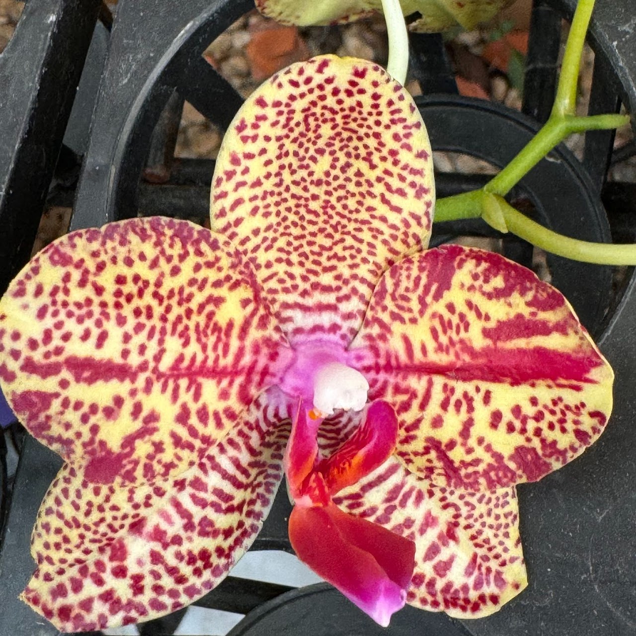 Phalaenopsis ( Miro Spring Girl x GW Green World ) — Phalaenopsis, Natt's Orchids