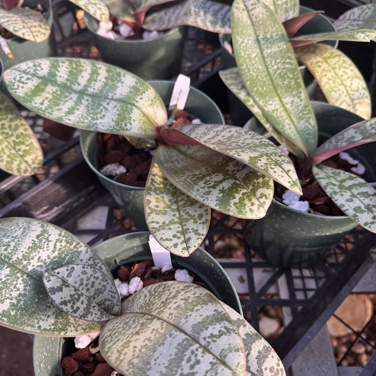 Phalaenopsis schilleriana — Phalaenopsis, Natt's Orchids