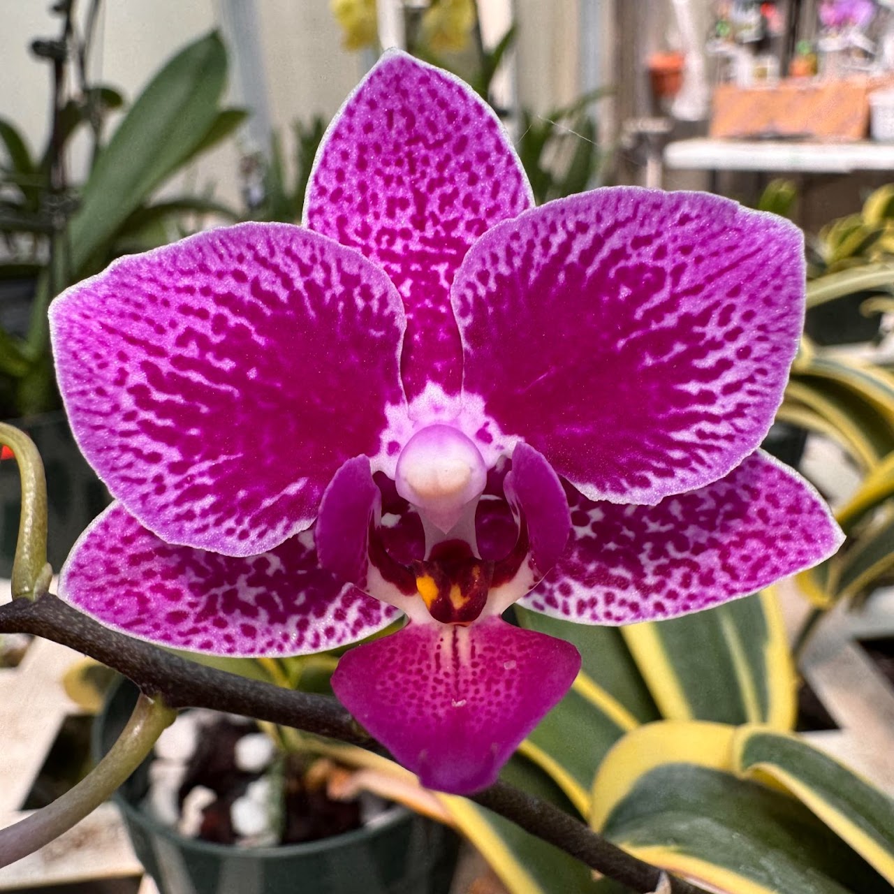 Phalaenopsis Chia E Yenlin 'Variegated' ( Sogo Yenlin x Formosa Cranberry ) — Phalaenopsis, Natt's Orchids