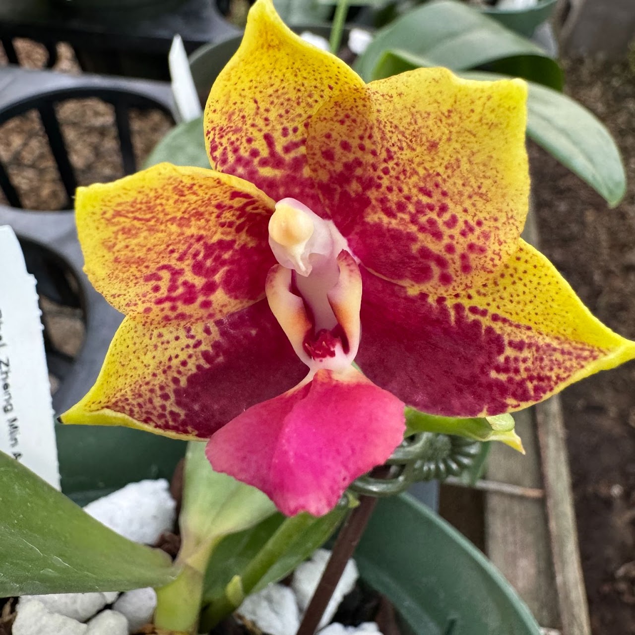 Phalaenopsis Zheng Min Anaconda ( Sunrise Red Peoker x Fusheng's Super Man ) — Phalaenopsis, Natt's Orchids