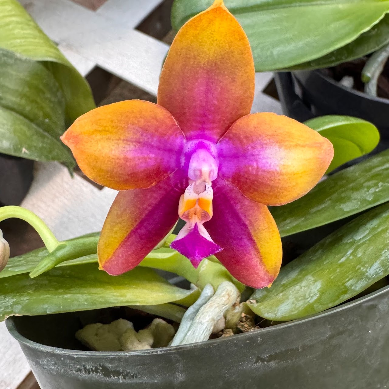Phalaenopsis Chi englung Happy Queen ( KS Happy Eagle x LD's Bear Queen ) — Phalaenopsis, Natt's Orchids