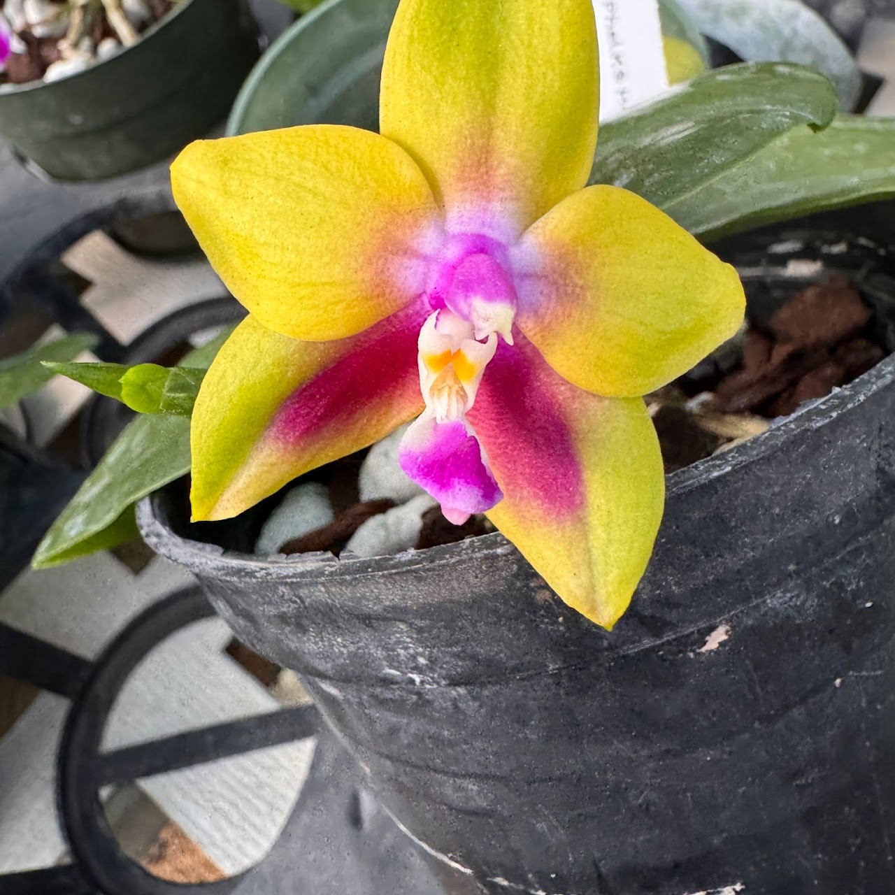 Phalaenopsis KS Happy Eagle ( Dragon Tree Eagle x Nobby's Fox ) — Phalaenopsis, Natt's Orchids