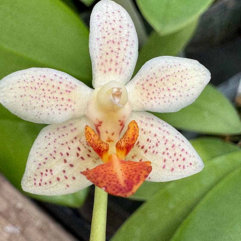 Phalaenopsis Mini Mark ( Micro Nova x philippinensis ) — Phalaenopsis, Natt's Orchids