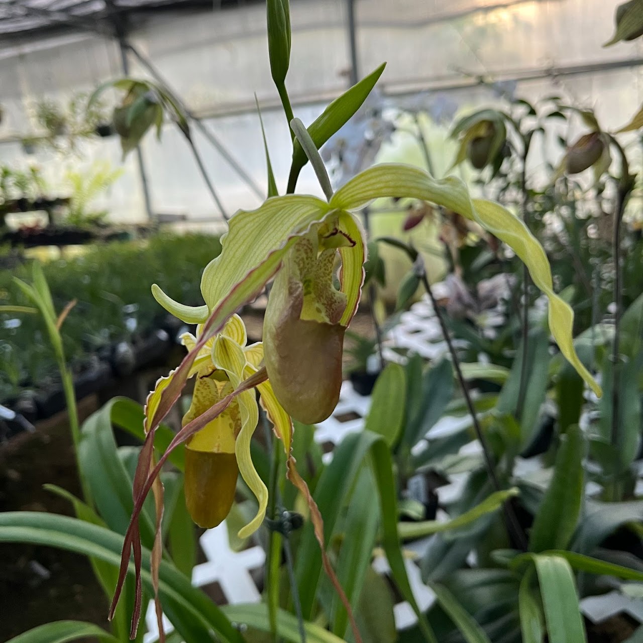 Phragmipedium Grande (longifolium x caudatum) — Phragmipedium, Natt's Orchids
