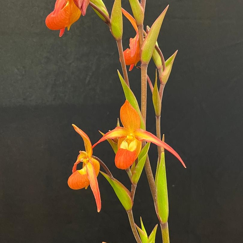 Phragmipedium Nicholle Tower (dalessandroi x longifolium) — Phragmipedium, Natt's Orchids
