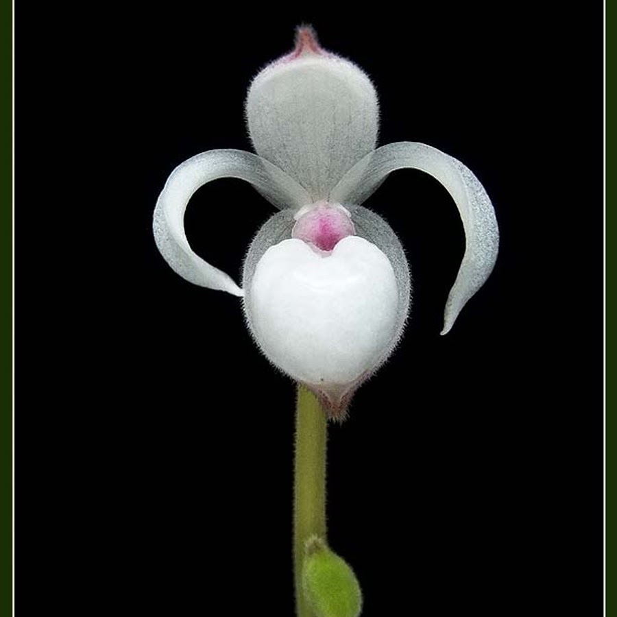 Phragmipedium (Mexipedium) xerophyticum — Phragmipedium, Natt's Orchids