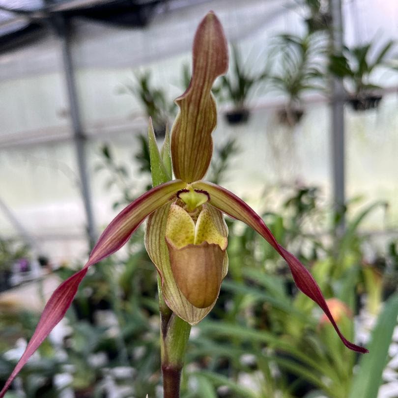 Phragmipedium Sorcerer's Apprentice (longifolium x sagentianum ) — Phragmipedium, Natt's Orchids