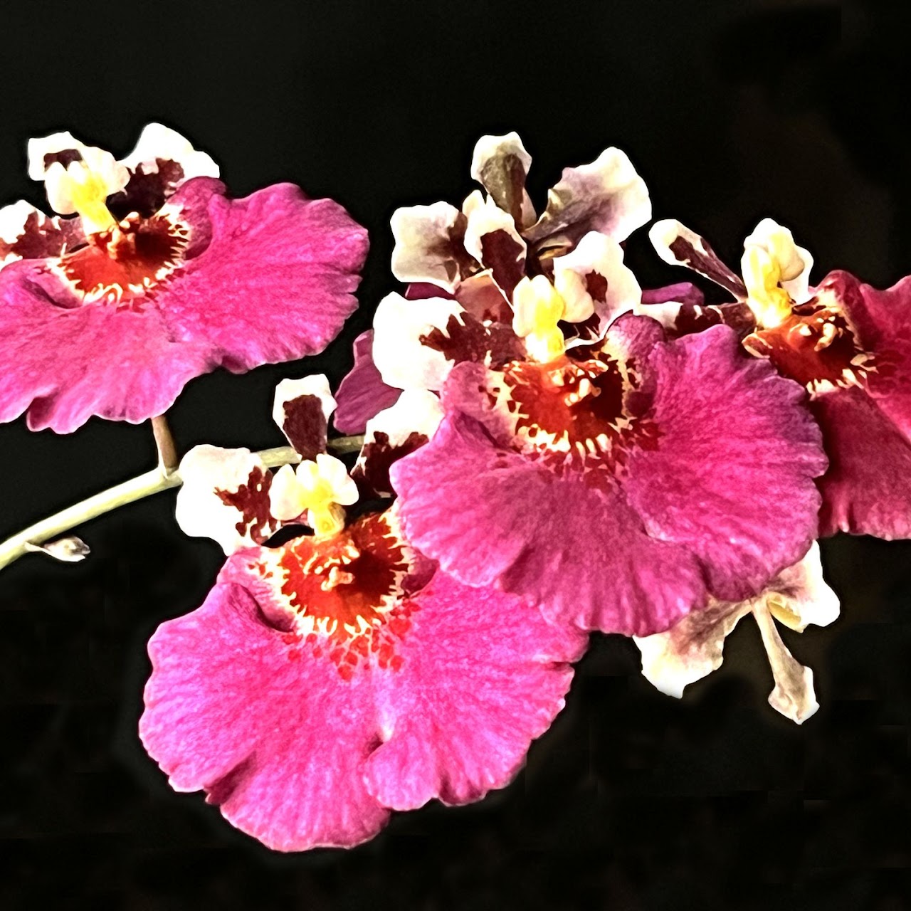 Tolumnia orchids at Natt's Orchids