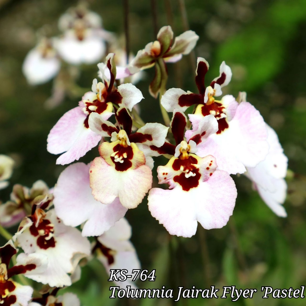 Tolumnia Jairak Flyer ' Pastel Pink' (KS-764) (T. Jairak Firm x T. Jairak Rainbow) — Tolumnia, Natt's Orchids