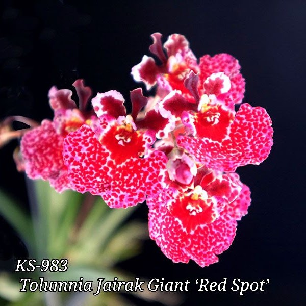 Tolumnia Jairak Giant 'Red Spot' (T. Jairak Firm x T. Jairak Flyer ) — Tolumnia, Natt's Orchids
