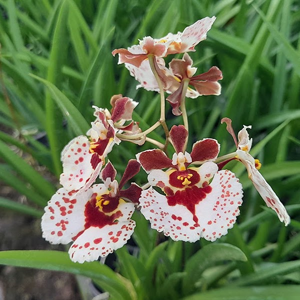 Tolumnia Jairak Firm 'Quail Eggs' (KOK406) — Tolumnia, Natt's Orchids